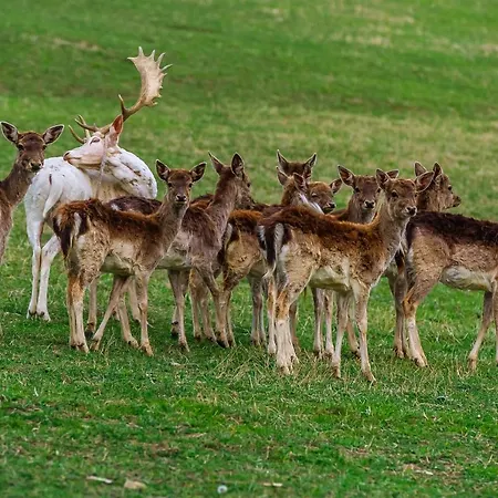 Διαμέρισμα Bajsova Domacija