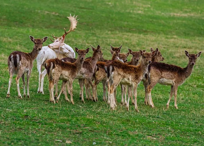 Apartman Bajsova Domacija